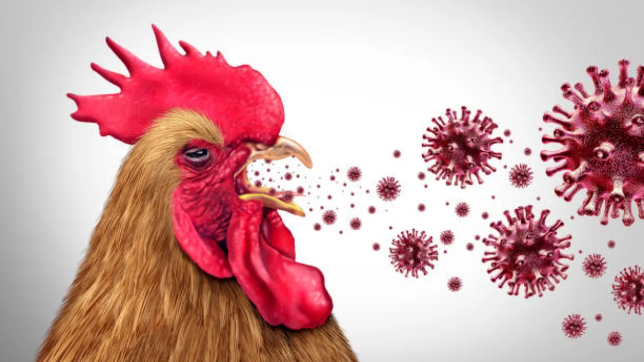 H9N2 Bird Flu in India